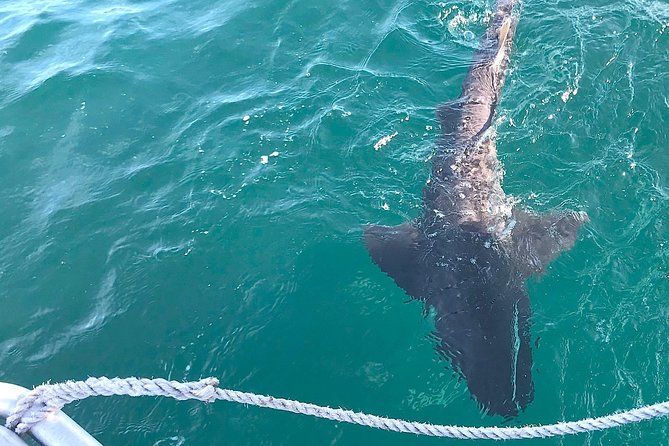 CapeTown: African Shark Eco-Charters Shark Cage Diving Experience - Wildlife Sightings During the Trip