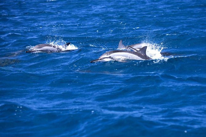 Catamaran Cruise to Ile Aux Bénitiers: Dolphin Watch, Crystal Rock & Transfer - Inclusions and Transportation