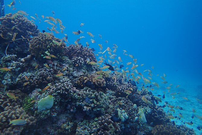 Cebu: Scuba Diving Experience Beach Entry in Mactan - Whats Included in the Experience