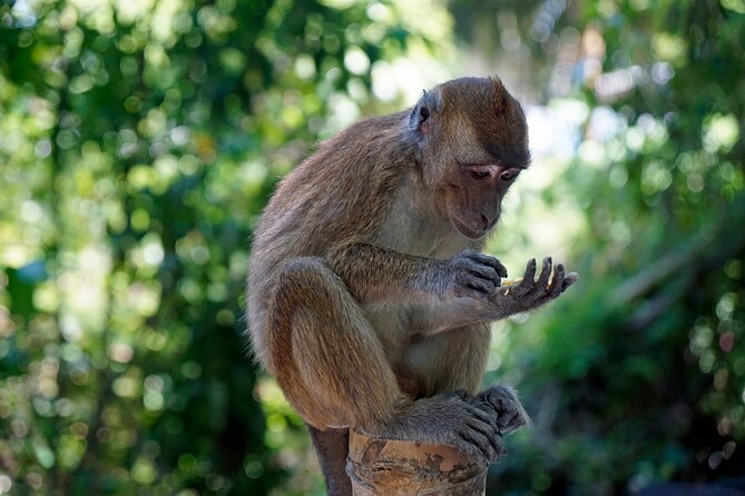Cebu: Whale Shark Encounter, Moalboal Turtles & Monkey Sanctuary - Highlights of the Experience