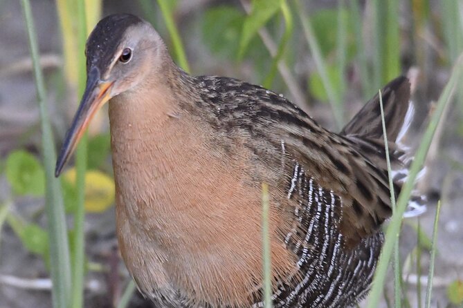 Central Florida Half-Day Private Birding Activity - 2 Person Max - Tour Highlights and Itinerary