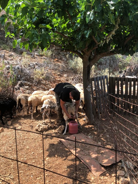 Chania Area: Cooking Class at a Farm in Stylos Village - Cooking Experience