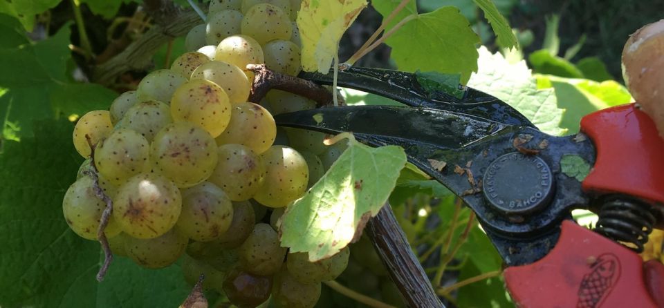 Château Du Bois-Huaut: Cellar Tour and Wine Tasting Class - Cellar Tour