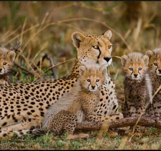 Cheetah Encounter and Cape Wine Tasting Tour. - Itinerary Highlights