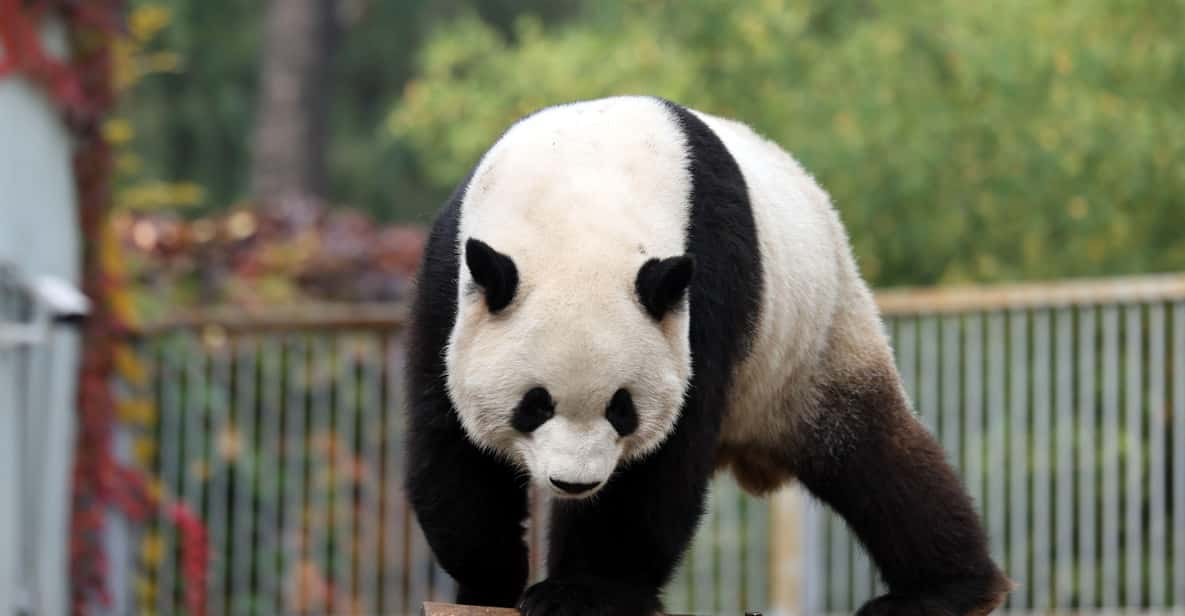 Chengdu: Panda Base Half Day Group Tour - Itinerary Details