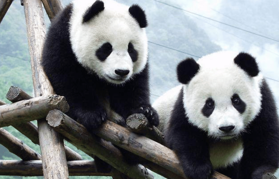 Chengdu Panda Base Tour With Tickets and Cooking Class - Included Services