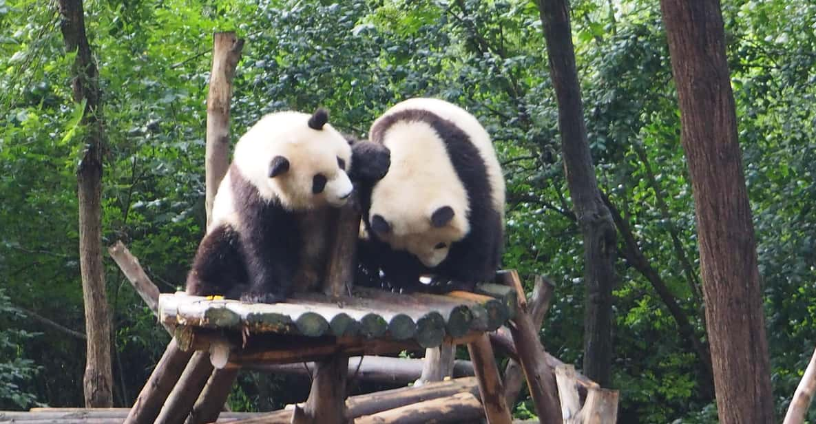 Chengdu: Panda Breeding Base Private Tour/Ticket Only Option - Visit Options and Itinerary