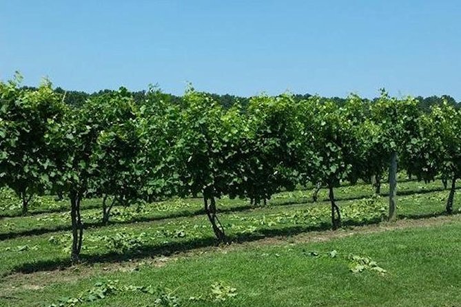 Chesapeake Region Wine Tour - Unique Tour Experience