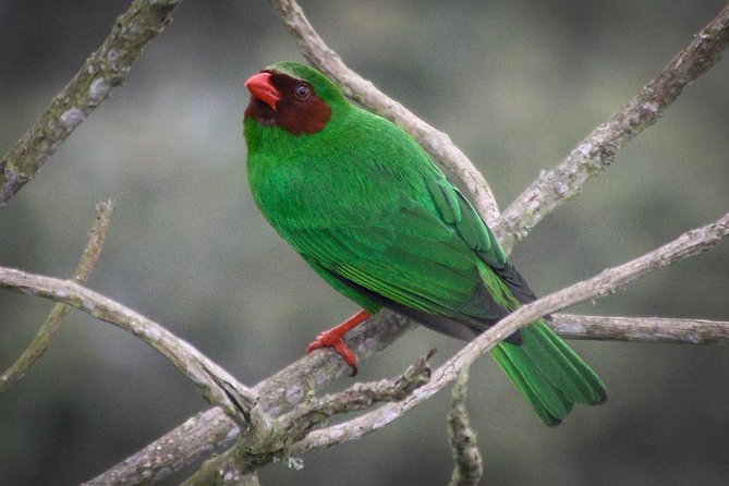 Chicaque Cloud Forest Birding - Transportation and Meeting Points