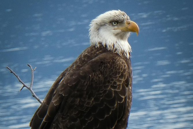 Chilkoot Wilderness and Wildlife Viewing (2.5 Hrs in Haines) - Itinerary Highlights