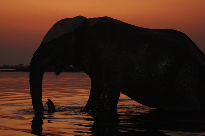 Chobe 3hr Sunset Boat Cruise - Wildlife Spotting at Sunset