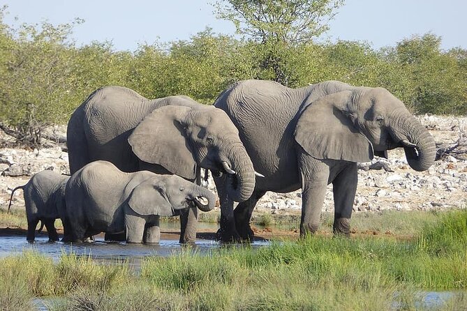 Chobe Full Day Trip - Inclusions and Logistics