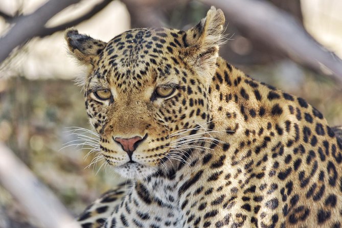 Chobe National Park 1 Night Camping-Botswana - Camping Amenities