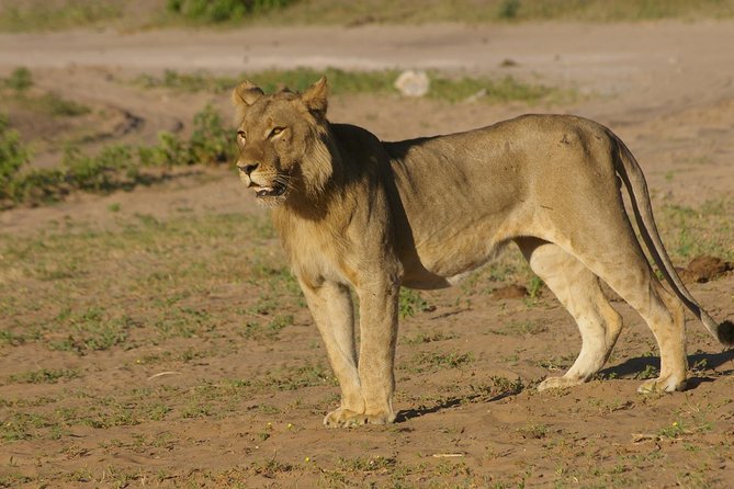 Chobe National Park Full Day Safari (Botswana) - Safari Experience Highlights