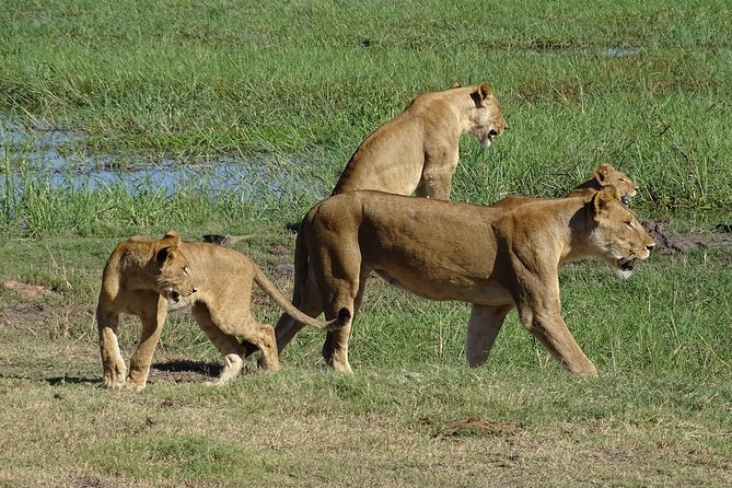 Chobe Safari Experience Day Trip - Tour Inclusions and Logistics
