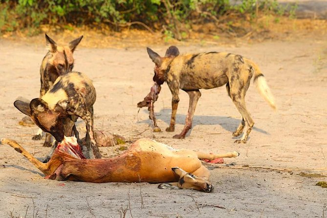 Chobe -Savuti Trail: Elephant& Big Cats ( 4 Days 3 Nights) - Guest Experiences and Feedback