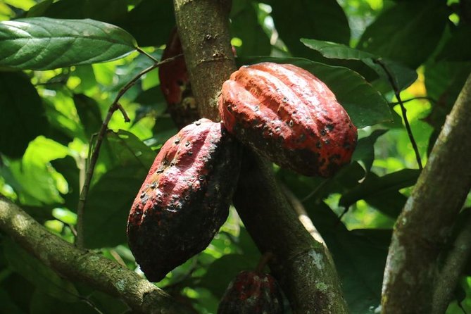 Chocolate Tour and Tropical Fruits - Pickup and Drop-off Arrangements