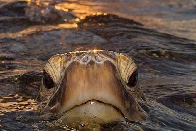 Circle Island Tours - Swim With Turtles,Private & Small Group Tours - Pricing and Inclusions