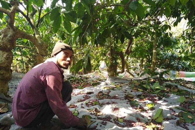 Classic Coorg Coffee Plantation Experience - Significance of Coorg Coffee