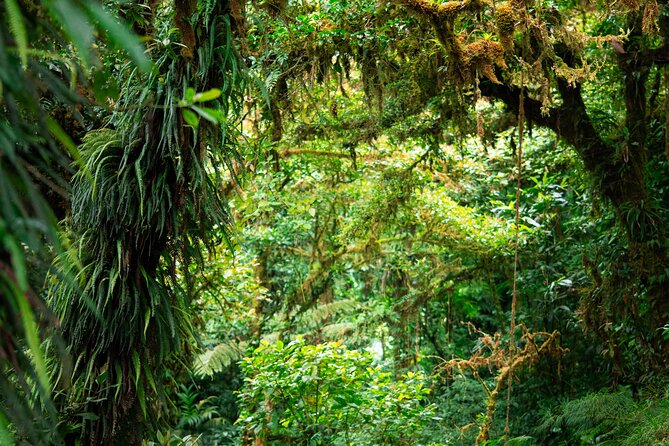 Cloud Forest Natural History Tour - Exploring the Cloud Forest