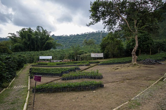 Coffee Farm Experience at Hacienda San Alberto From Salento - Location and Surroundings