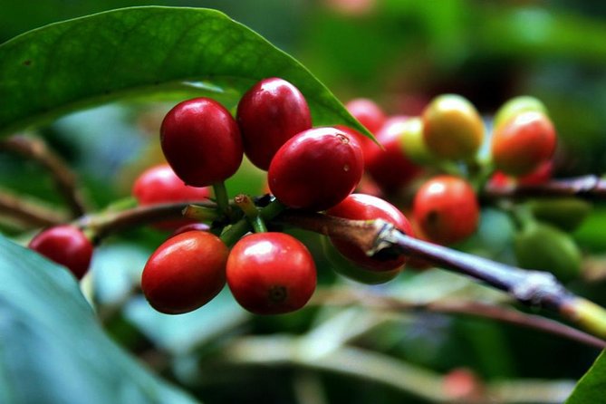 Coffee Plantation 7 Hrs Private Exclusive Tour Lunch All Included - Inclusions