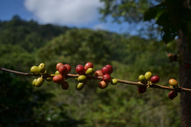 Coffee Tour La Victoria and Waterfalls in Minca - Private Tour - Pickup and Accessibility