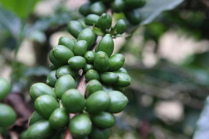 Coffee Walk Day Trip - Traveler Recommendations and Reviews