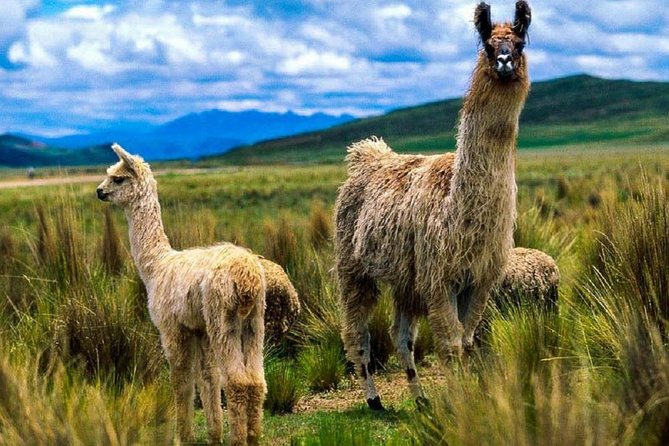 Colca Canyon: 2 Day Tour From Arequipa - Day 1: Exploring Arequipa to Colca