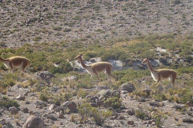 Colca Canyon Sightseeing Tour 2D1N and Transfer to Puno - Day 2 Itinerary