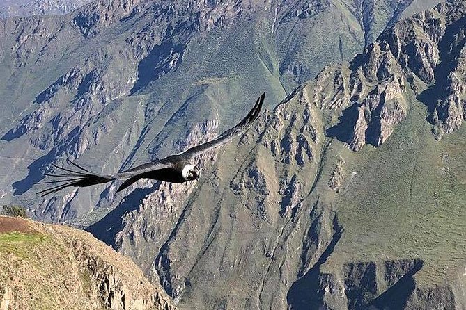 Colca Trek 3 Days - Giant Andean Condor Sighting