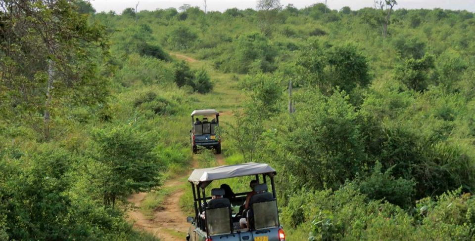 Colombo/Bentota/Kandy to Udawalawa National Park Safari Tour - Wildlife Experience