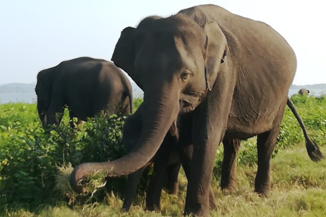 Colombo City Tour & Galle Fort One Day Excursion With Tharindu - Pickup and Communication Details