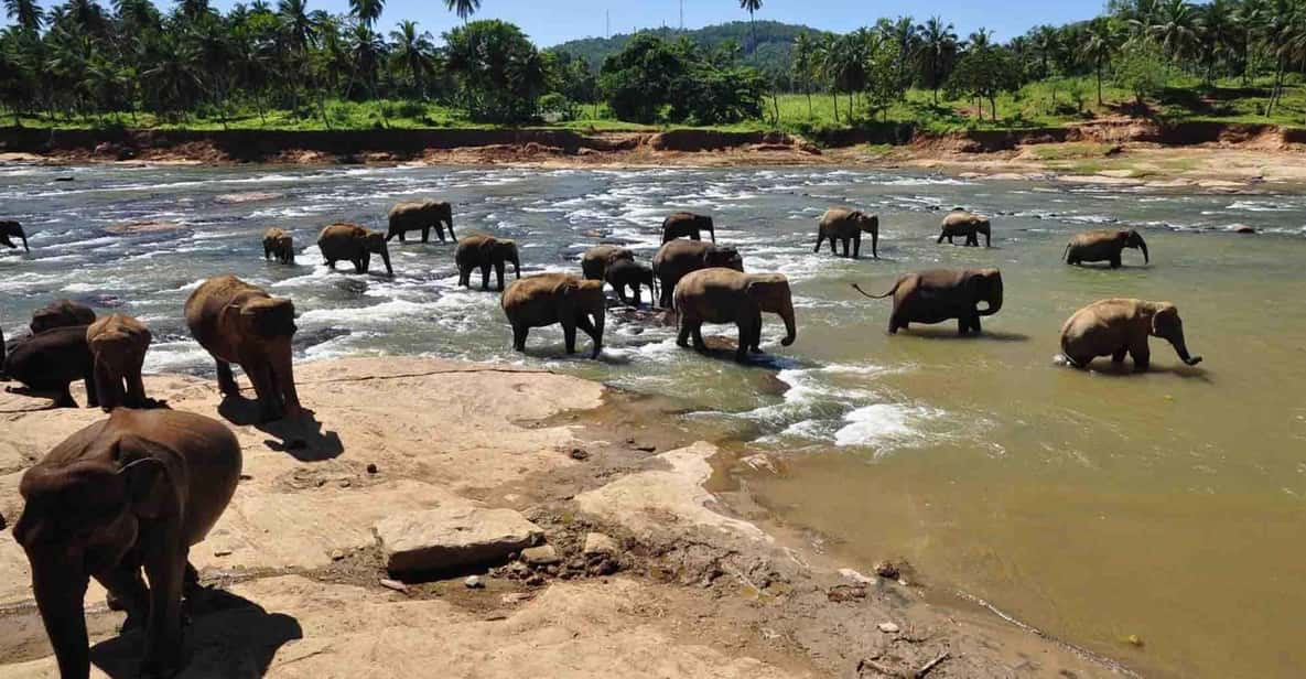 Colombo to Kandy Transfer With Pinnawala Elephant Orphanage - Itinerary Highlights