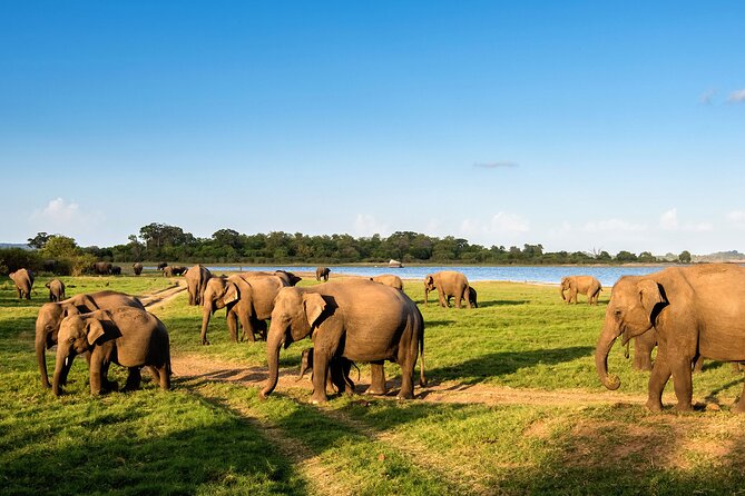 Colombo to Trincomalee Shuttle & Safari Drive - Wildlife Safari Highlights