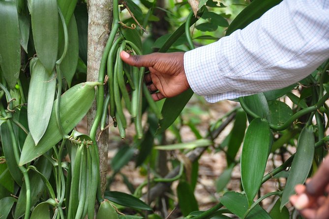 Come and Taste the Zanzibar Feelings - Taking in Swahili Family Traditions