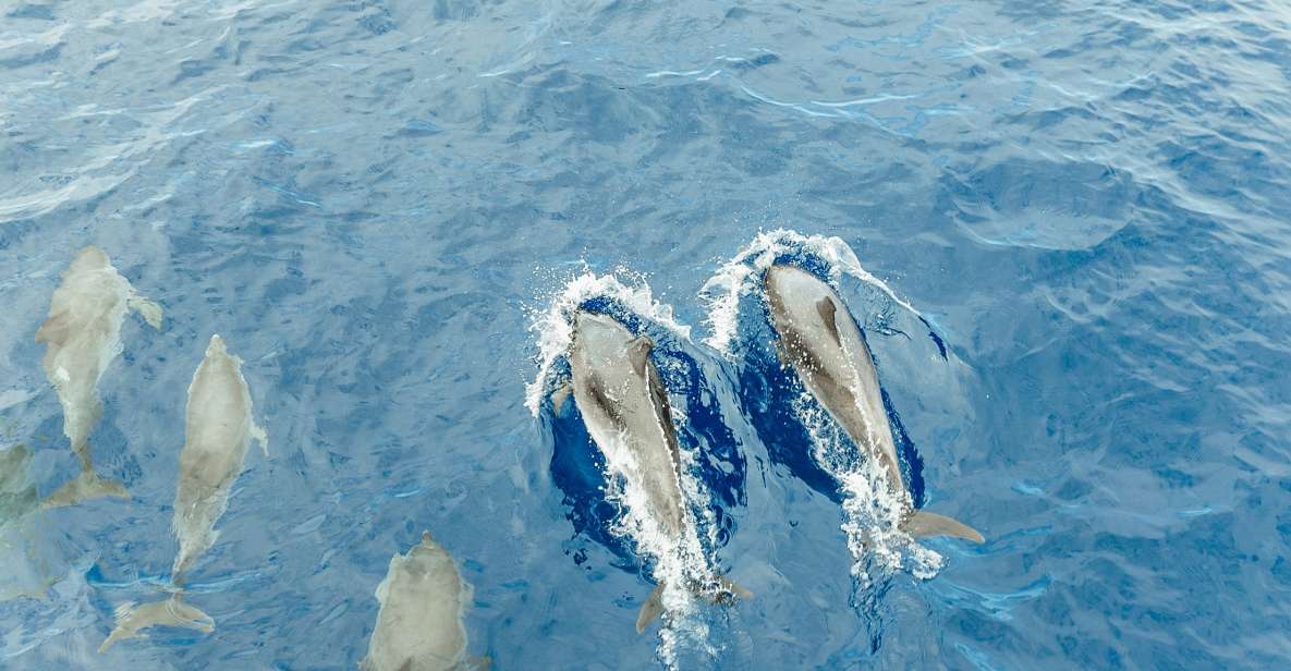 Costa Adeje: Whale & Dolphin Submarine Vision Mini Cruise - Experience Details