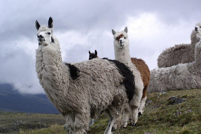 Cotopaxi & Quilotoa 2Day/1Night - Tours Included - Hike to José Rivas Refuge