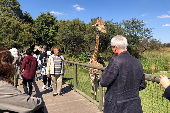 Cradle of Humankind Tour With Lion Safari From Johannesburg - Lion Safari Experience