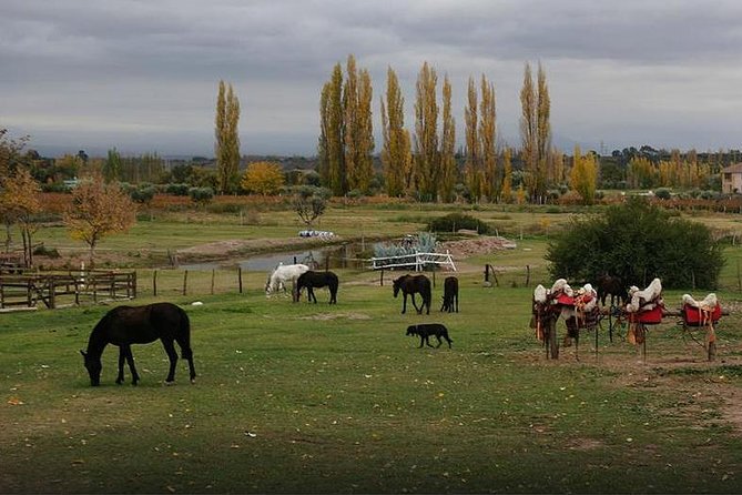 Criolla Horseback Riding - Safety and Cancellation Policy