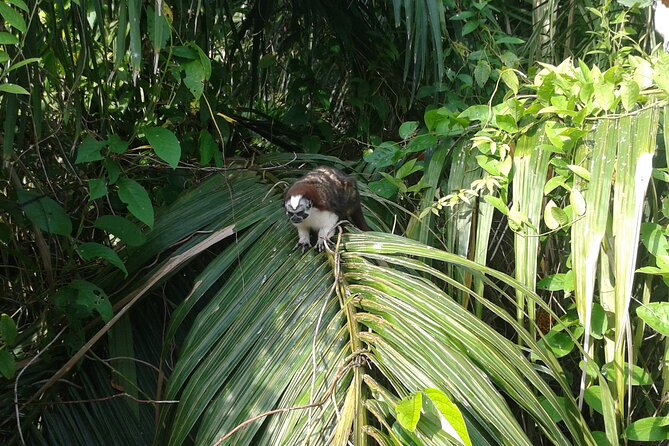 Cruise Shore Excursion Panama: Wildlife Gatun Lake - Meeting and Pickup