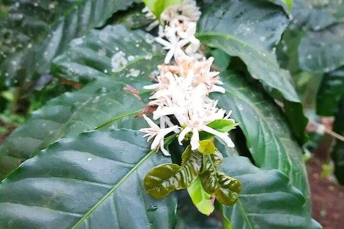 Cultural: Coffee & Chocolate Tour+Animal Sanctuary+Waterfall Swim - Coffee Production Experience