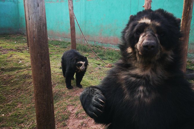 Cusco Sanctuary for Rescued Animals: Cochahuasi - Rehabilitation and Conservation Mission