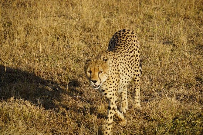 Daily Departures 3 Days Masai Mara by Landcruiser - Pricing Details