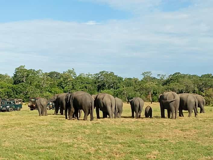 Dambulla/Sigiriya: Minneriya Jeep Safari With Village Tour - Itinerary and Experience