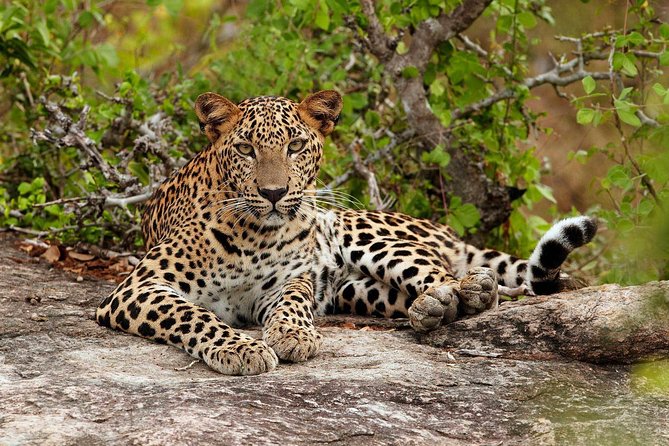 Day Excursion From Colombo to Yala Safari (Leopard Safari Tour) - Highlights of Galle