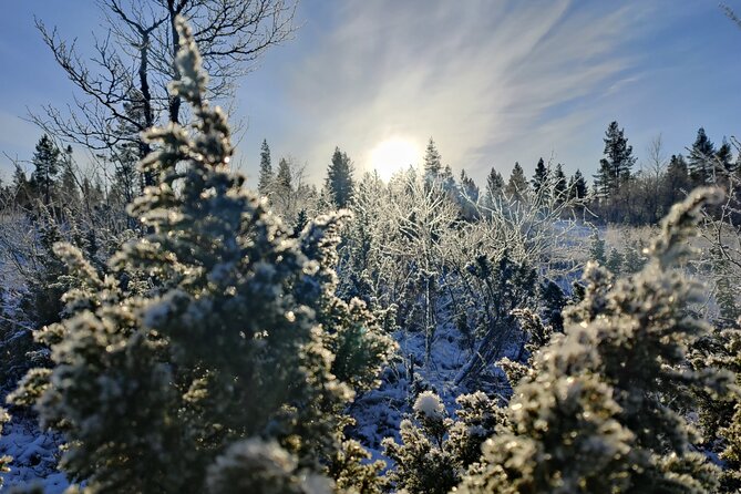 Day in Inari - Siida Museum, Open Fire Lunch & Reindeer Farm - Visiting the Siida Museum