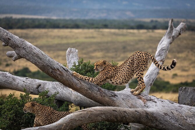 Day Safari at Pumba Private Game Reserve - Safari Experience Details