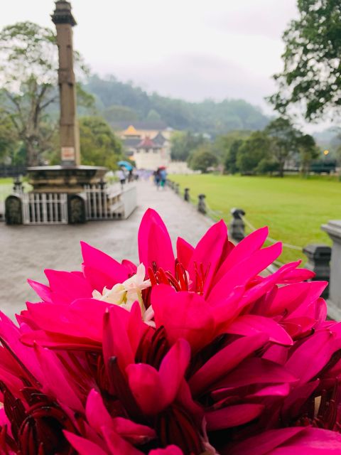 Day Tour in Awesome Kandy City From Colombo - Itinerary Highlights