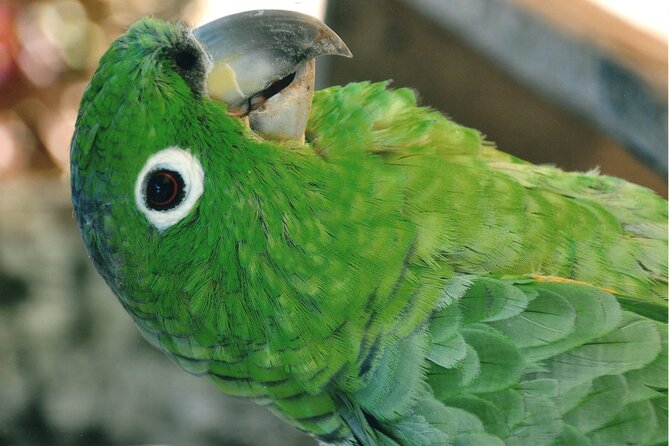 Day Tour in the Puyopungo Amazon Rainforest - Inclusions and Exclusions